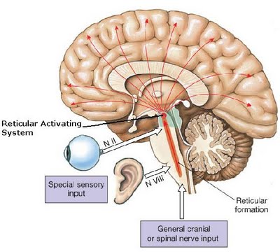 * R.A.S Reticular Activation System