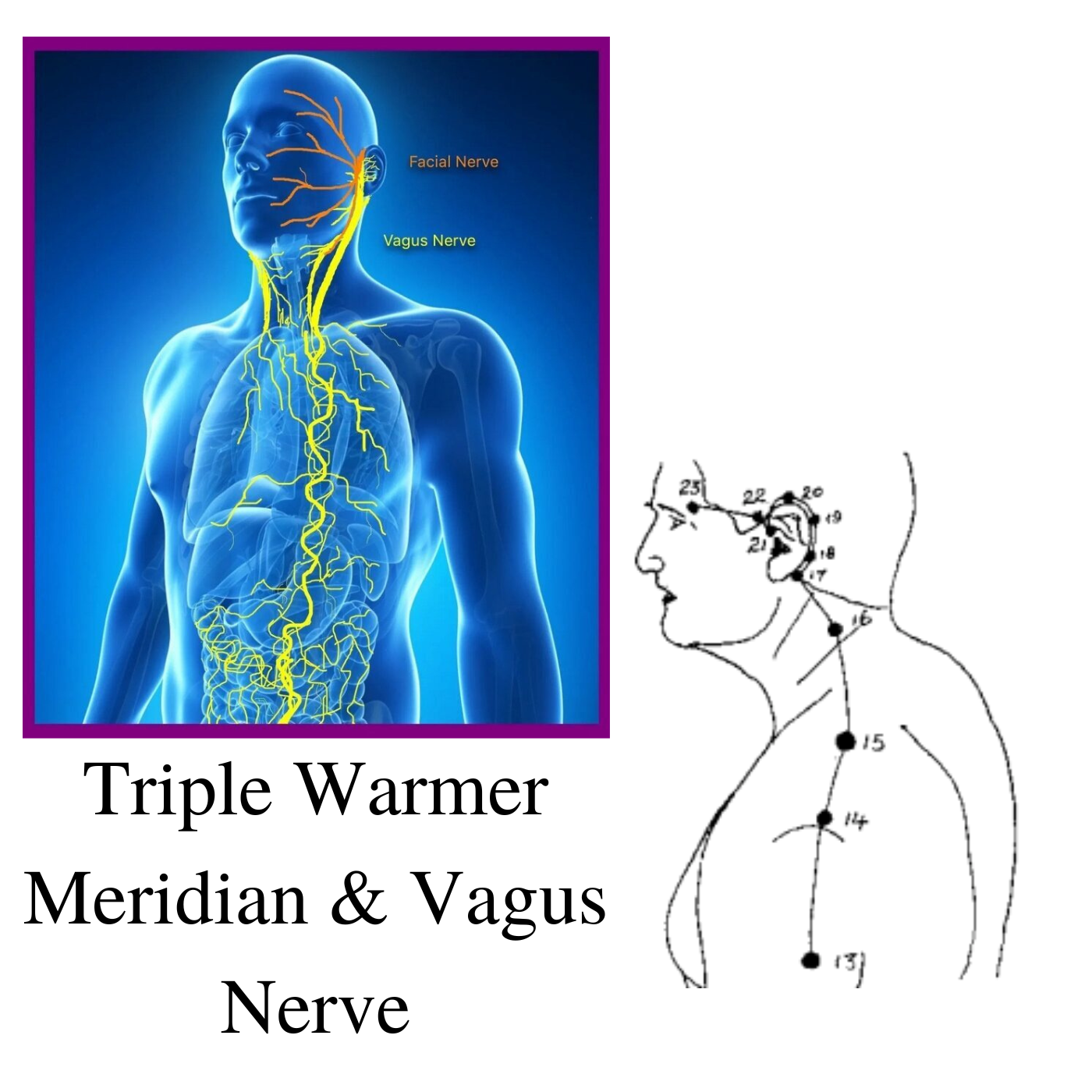 Triple Warmer Meridian , Vagus nerve